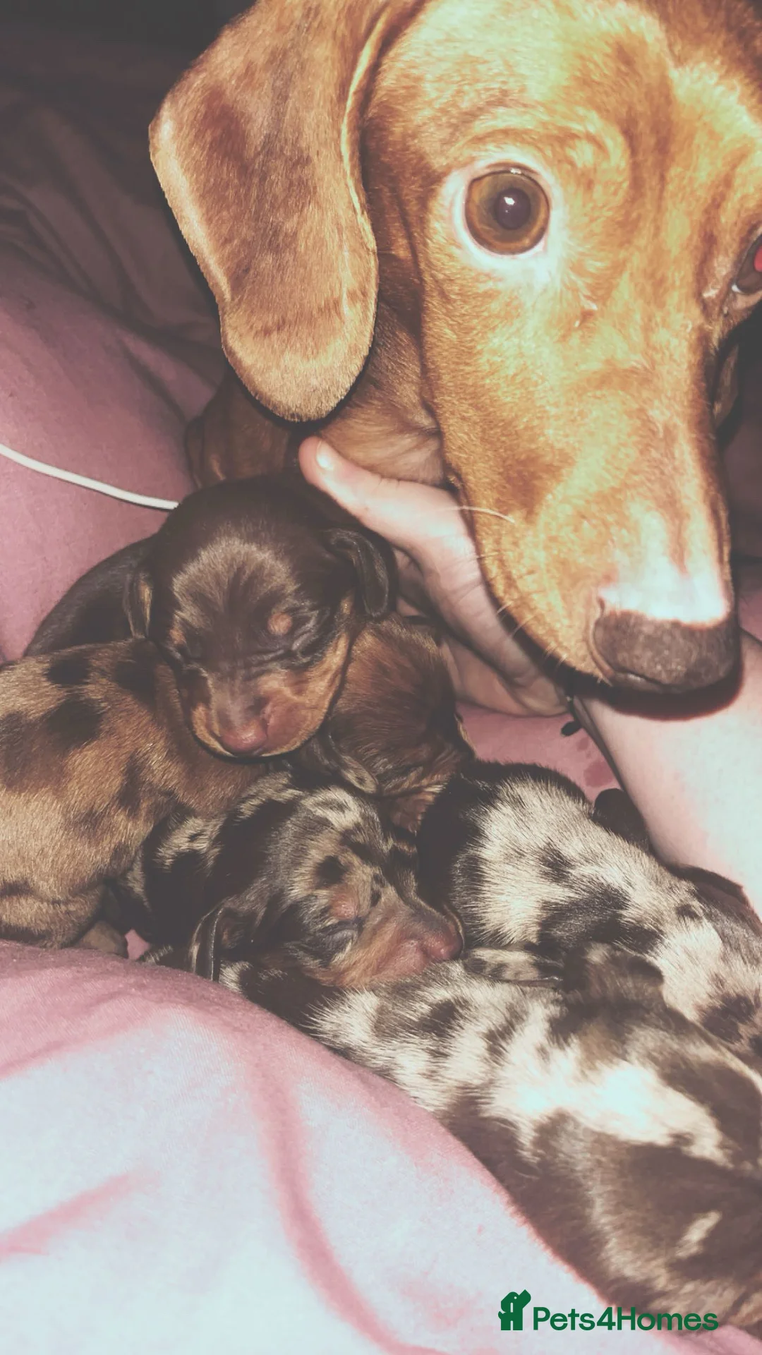 Miniature Dachshund dogs for sale: 🐾 Miniature Dachshund Puppies For Sale 🐾 - Advert 1