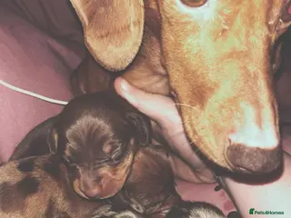 Miniature Dachshund dogs 🐾 Miniature Dachshund Puppies For Sale 🐾 - Advert 12