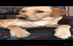 Labrador Retriever dogs for sale: 8 Beautiful Golden Labrador Puppies  - Advert 1