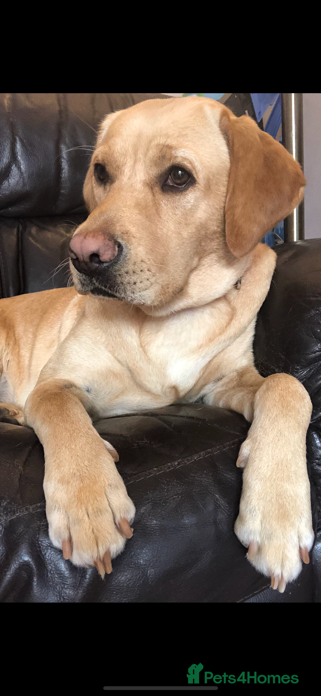 Labrador Retriever dogs for sale: 8 Beautiful Golden Labrador Puppies  - Advert 1