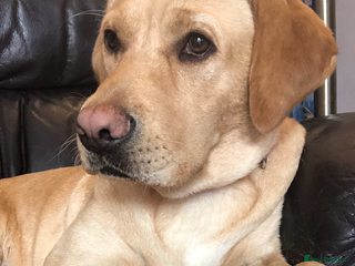 Labrador Retriever dogs 8 Beautiful Golden Labrador Puppies - Advert 2