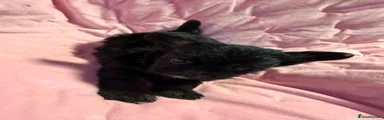Mixed Breed 3