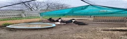 Ducks poultry for sale: 6 male Cayuga drakes, may split in Bridgwater - Advert 3