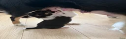 Border Collie dogs for sale: Border Collie Puppies from Working Stock in Carnforth - Advert 6