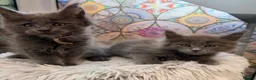 Maine Coon cats for sale: Beautiful high smoked blue & black smoked kittens  - Advert 31
