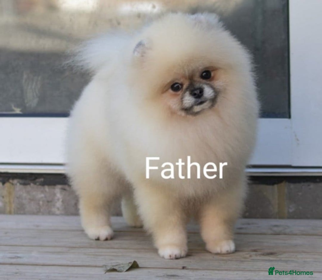 Pomeranian dogs for sale: Small size Pom girl for sale  - Image 9