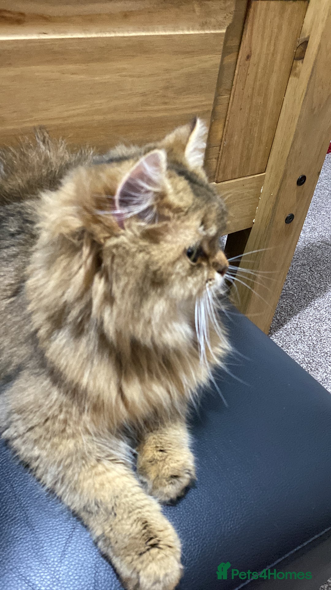 British Longhair cats for sale: British longhair  - Advert 2