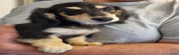 Miniature Dachshund dogs for sale: Last Beautiful KC Reg.MiniatureLH Dachshund Puppy  - Advert 17