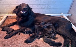 Flat coated Retriever dogs for sale: Beautiful flat coated retriever  - Image 7