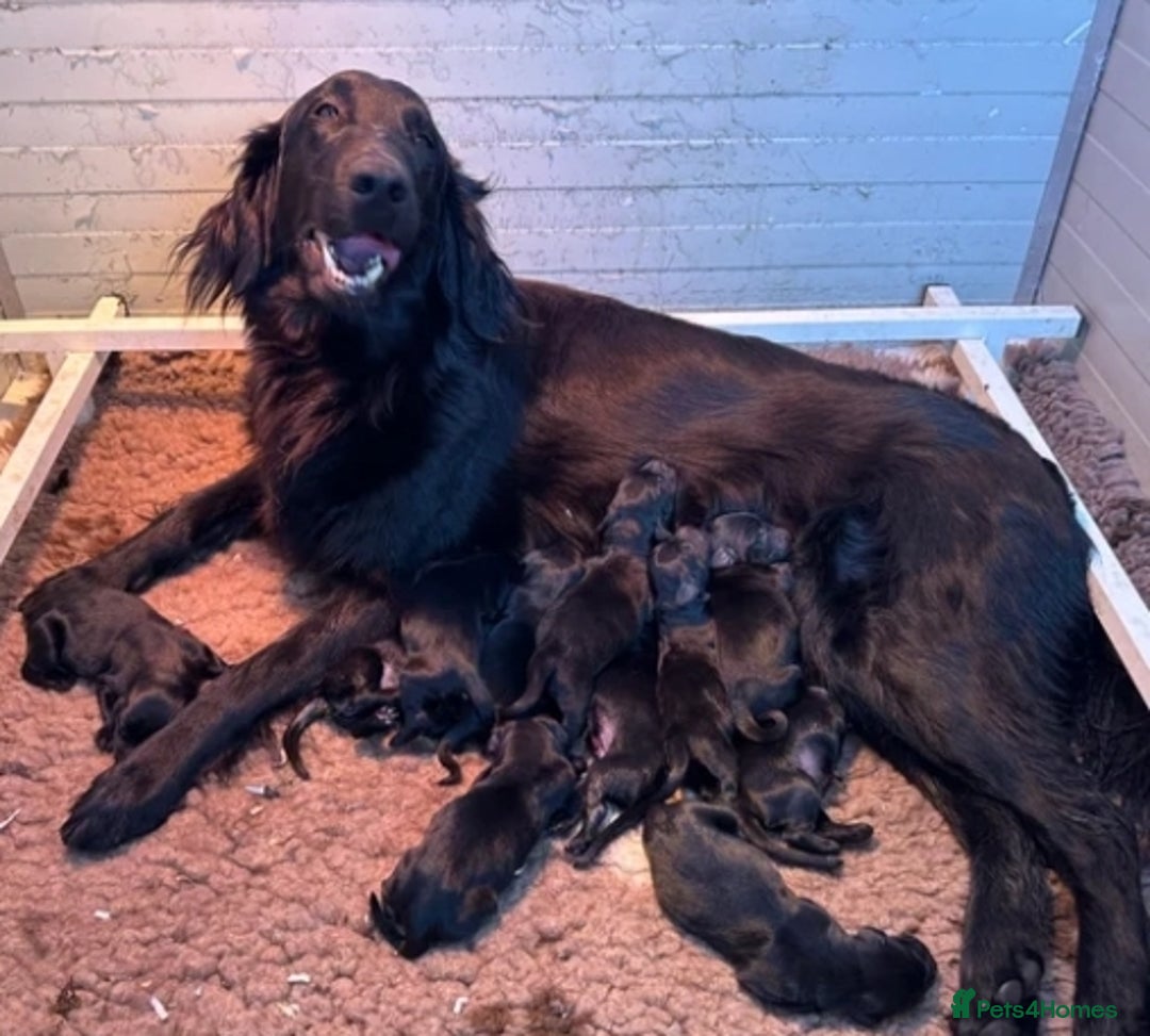 Flat coated Retriever dogs for sale: Beautiful flat coated retriever  - Image 7