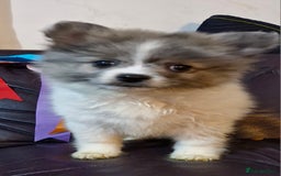Pomsky dogs for sale: Pomsky merle bitch  - Image 2