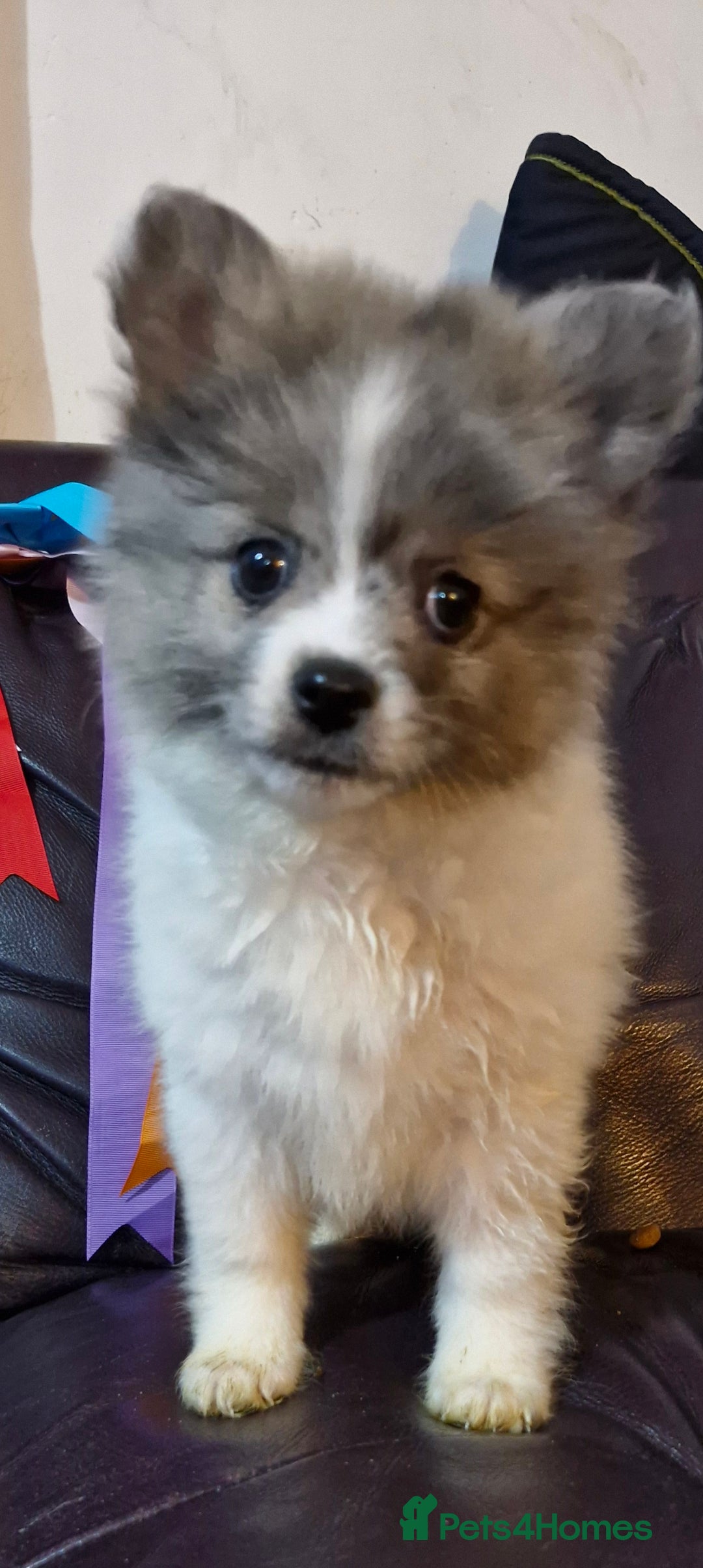 Pomsky dogs for sale: Pomsky merle bitch  - Image 2