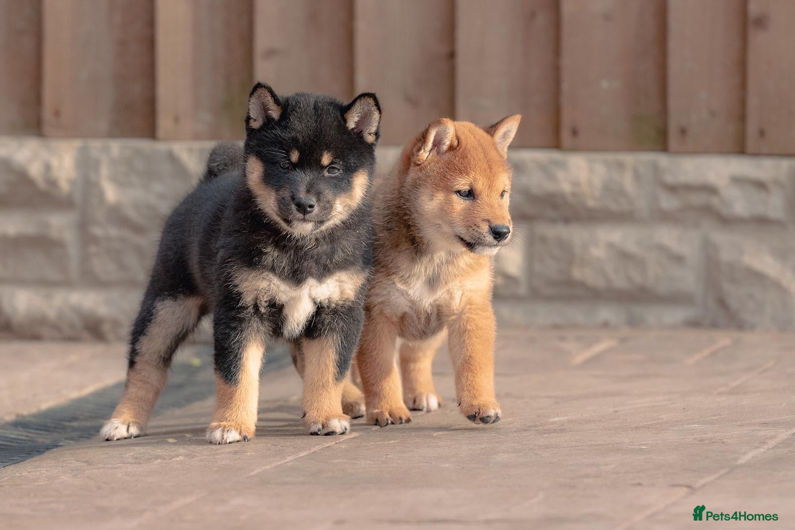 Japanese Shiba Inu dogs Beautiful Shiba Inu puppies  - Advert 1