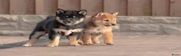 Japanese Shiba Inu dogs for sale: Beautiful Shiba Inu puppies  - Advert 13