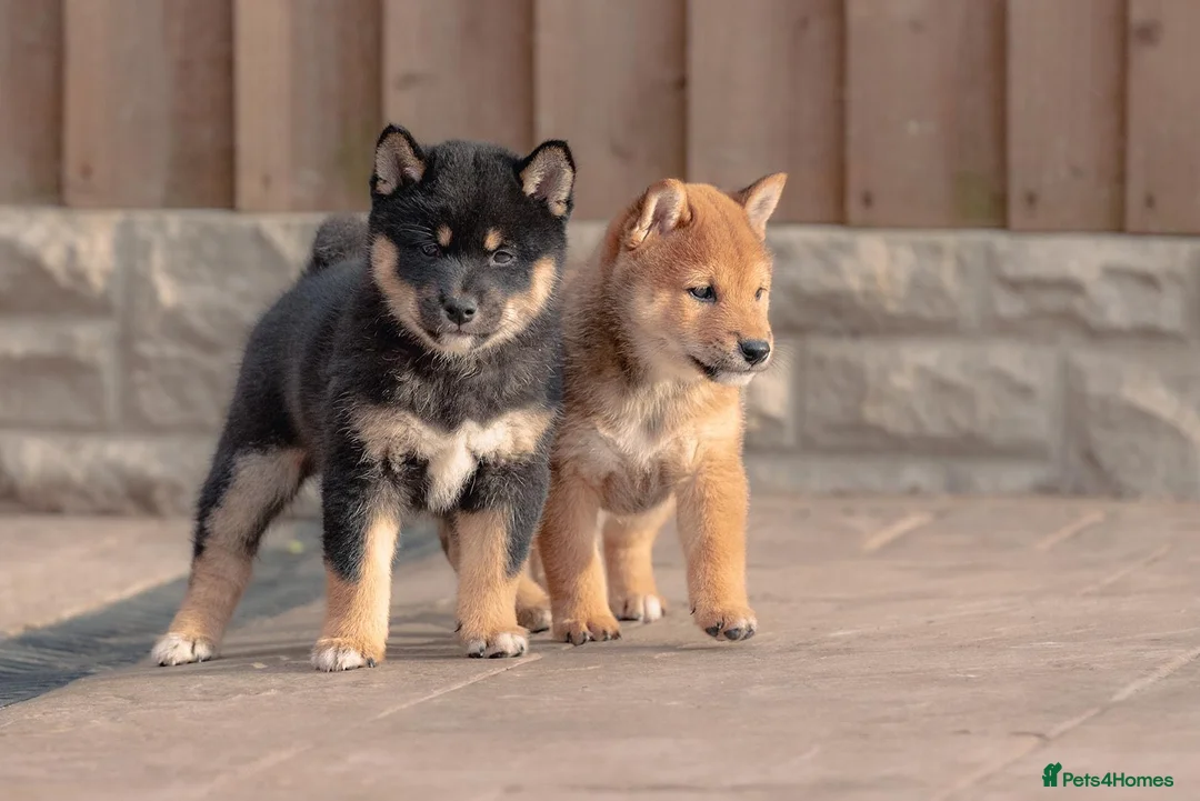 Japanese Shiba Inu dogs for sale: Last beautiful female puppy available  - Advert 1