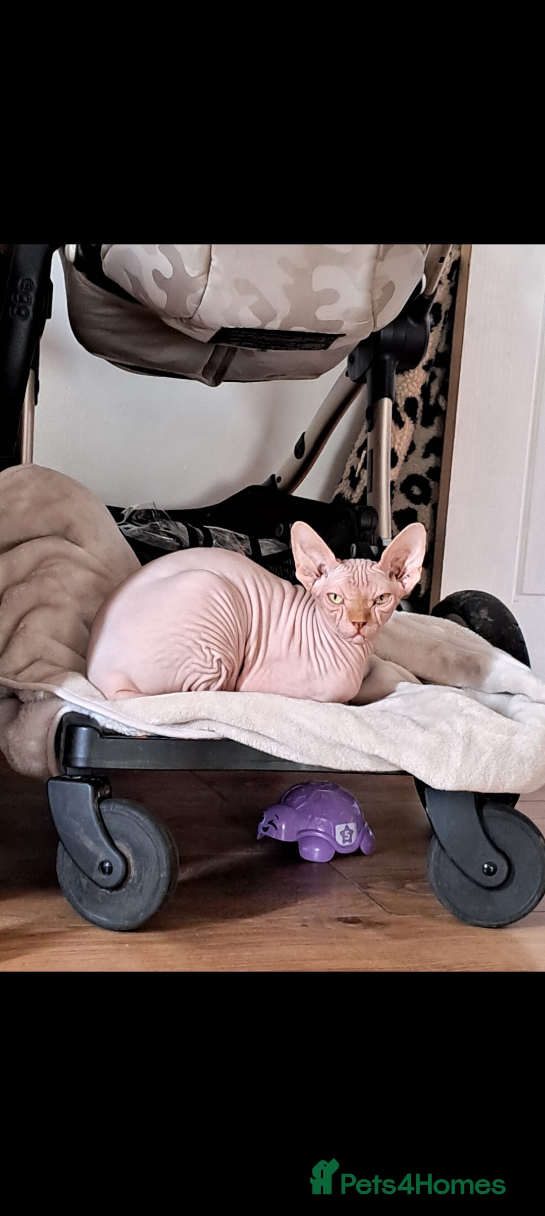Sphynx cats for sale: Pink spyhnx spayed 2 year old  - Advert 2