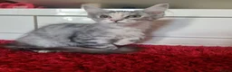 Maine Coon cats for sale: Beautiful Maine Coon Kittens READY TO LEAVE - Advert 10