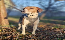 Mixed Breed dogs for adoption: ❤️🐶Radna elegant 2 yo Estonian Hound❤️🐶 - Advert 15