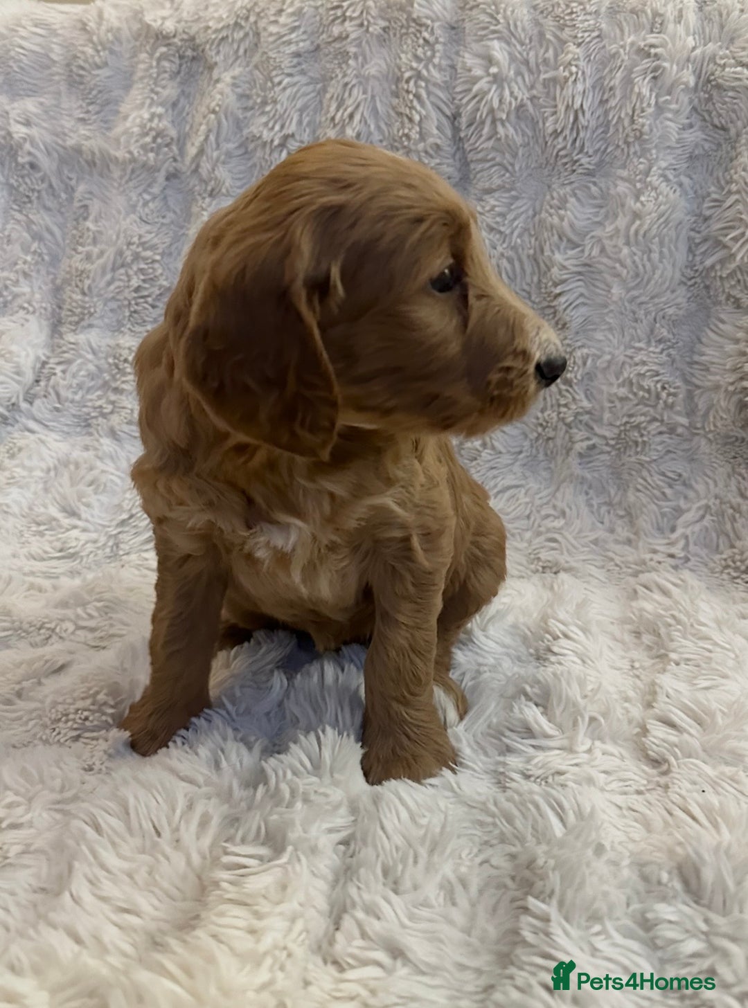 Goldendoodle dogs for sale: Beautiful golden doodles  - Advert 28
