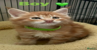 Maine Coon cats - Advert 4