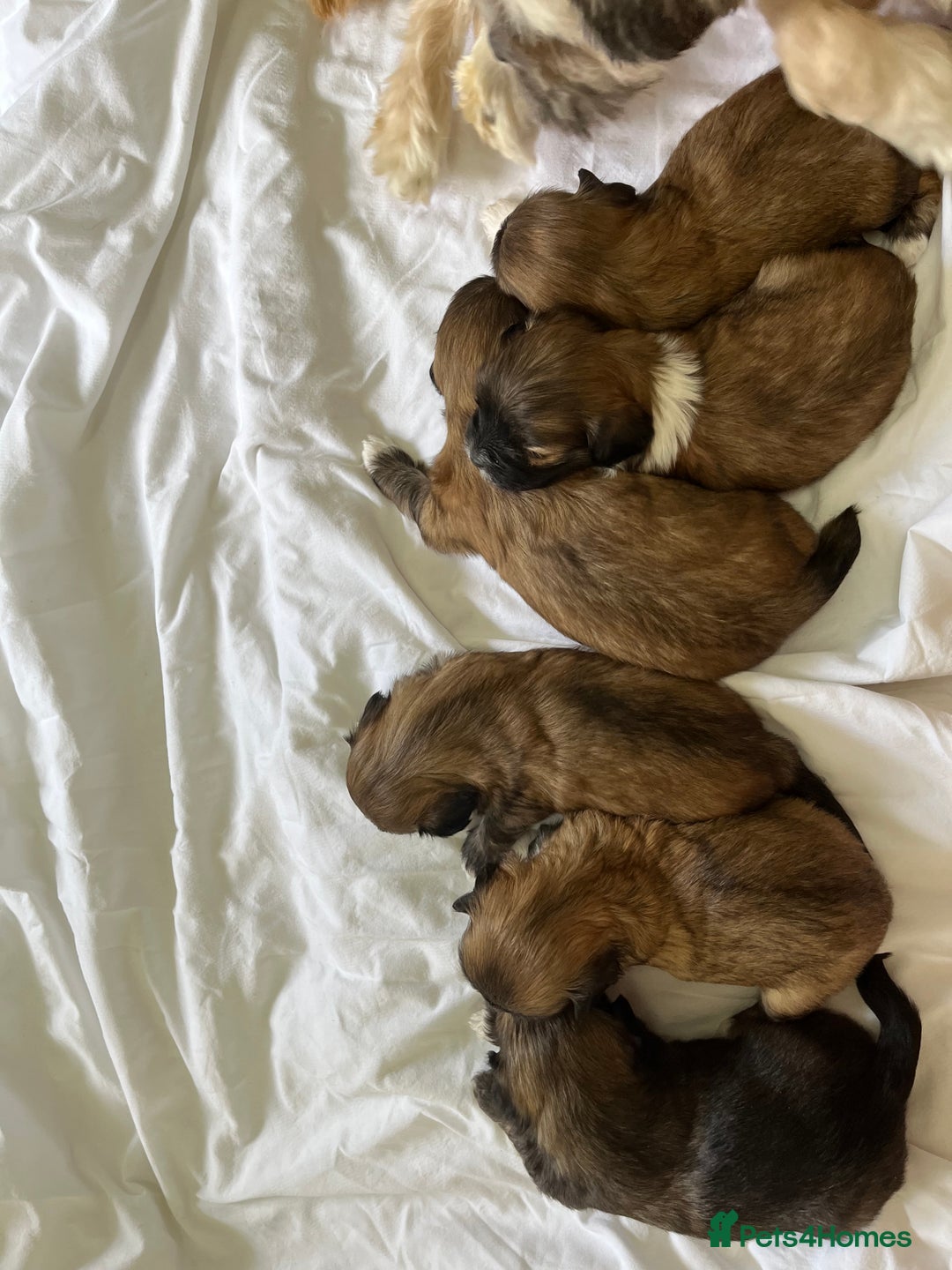 Lhasa Apso dogs for sale: Lhasa apso puppies 🐶 - Image 6
