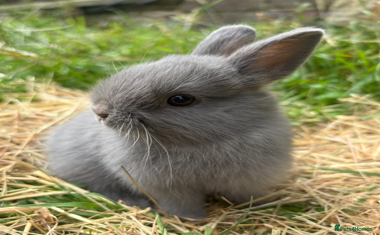 Netherland Dwarf rabbits - Advert 7