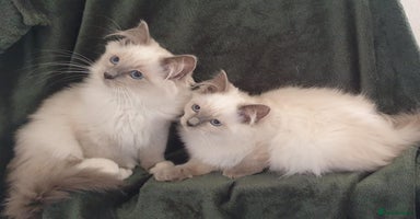 Ragdoll cats - Advert 16