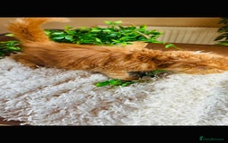 Maine Coon cats for sale: Beautiful GCCF Maine Coon kittens - Advert 5