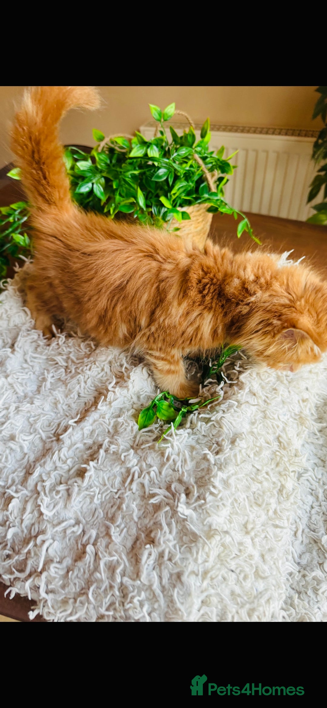 Maine Coon cats for sale: Beautiful GCCF Maine Coon kittens - Advert 5