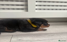 Rottweiler dogs for sale: Rottweiler puppies for sale - Image 9