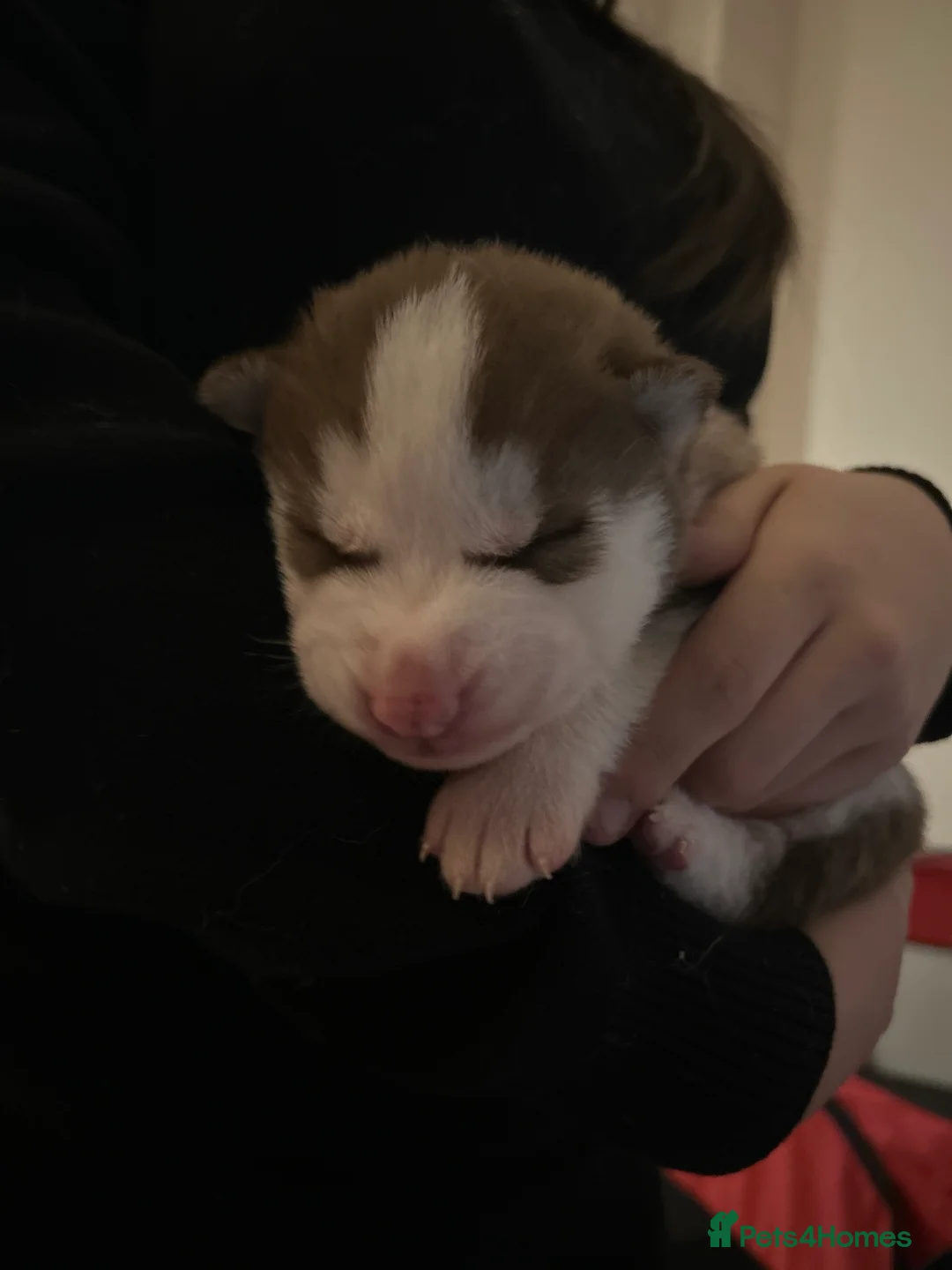 Siberian Husky dogs for sale: 5 huskies for sale - Advert 4