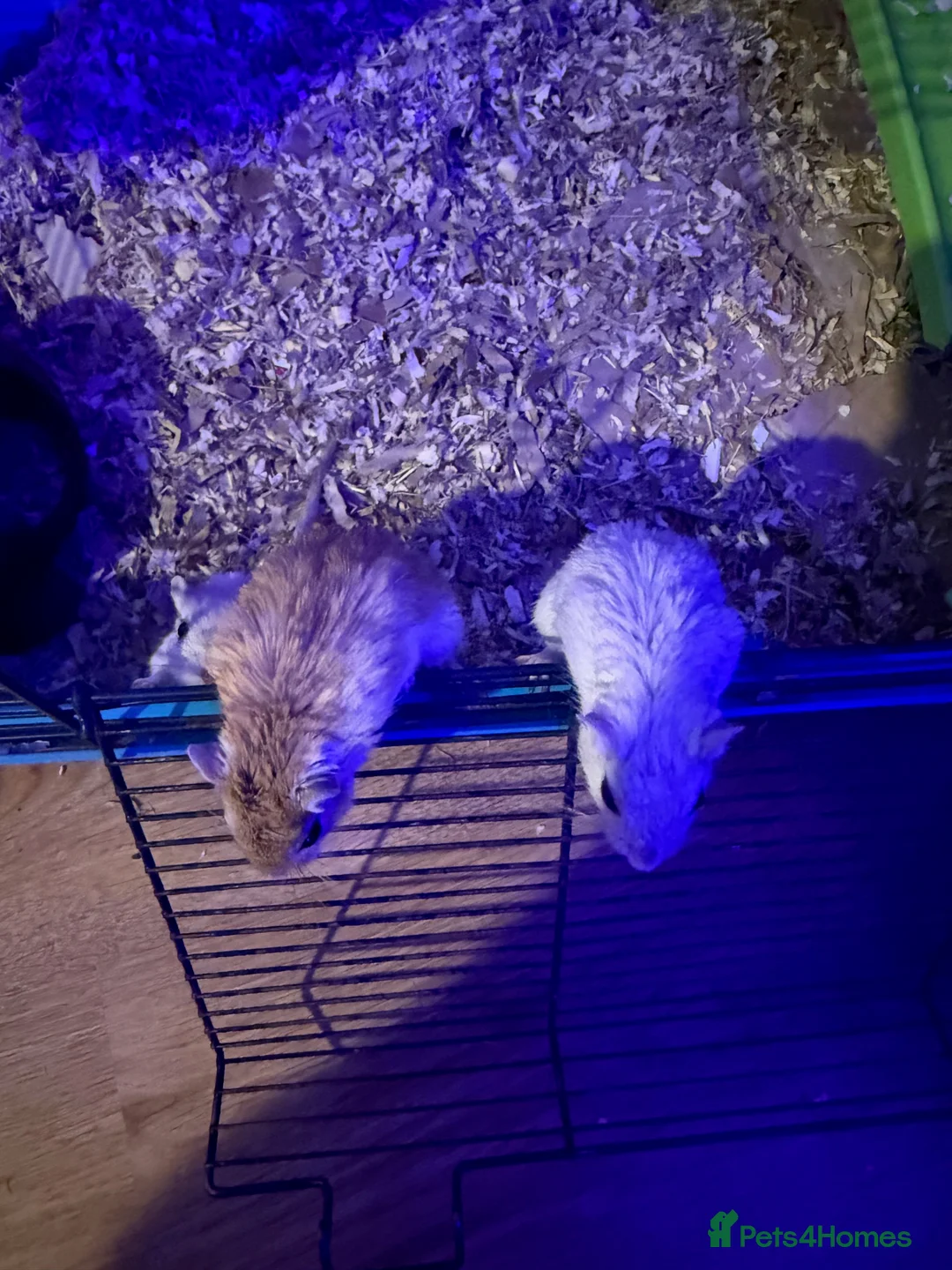 Gerbil rodents for sale: Gerbils Males and Females - Advert 2