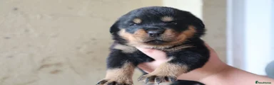 Pink Puppy 4