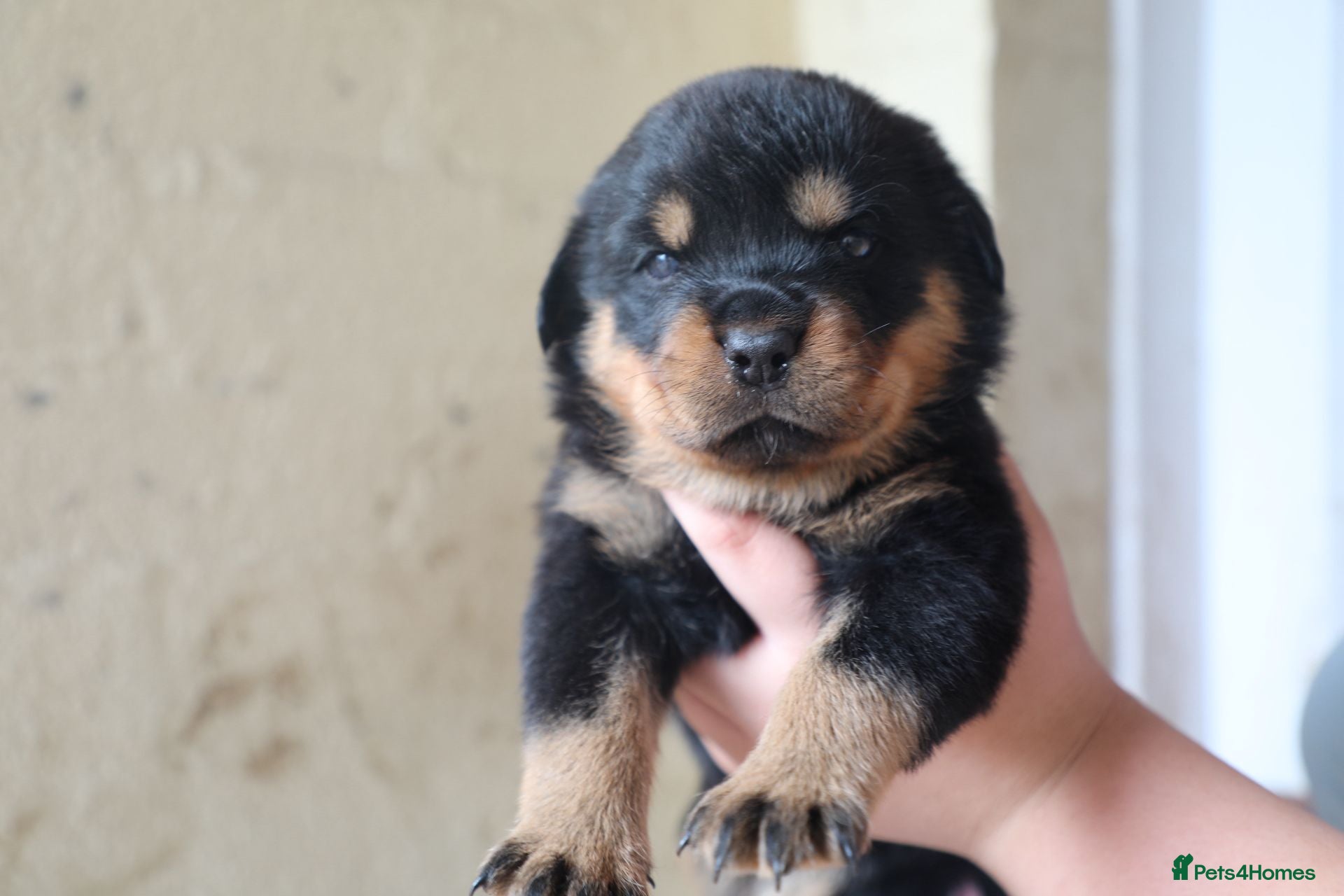 Rottweiler dogs for sale: Limited Pedigree Registered Rottweiler Puppies - Advert 7