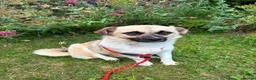 Mixed Breed dogs for adoption: Kiko  - Advert 2