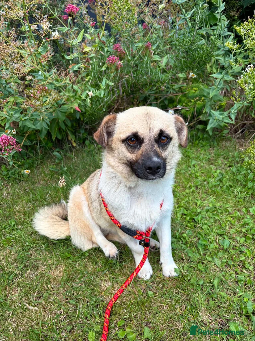 Mixed Breed dogs for adoption: Kiko  - Advert 2