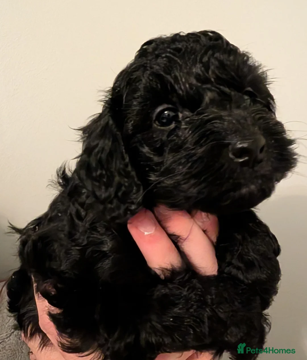 Cockapoo dogs for sale: F2b cockapoo pups Super Cute. Health test parents - Advert 34