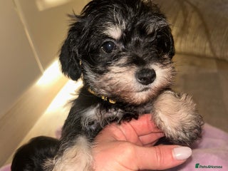 Mixed Breed dogs Last boy available now Miniature Schnoodles - Advert 3