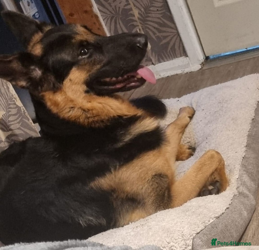 German Shepherd dogs for stud: 📣 STUD AVAILABLE – GERMAN SHEPHERD 📣 - Advert 4