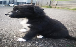 Border Collie dogs for sale: Beautiful Fluffy Collie Puppies  - Image 18