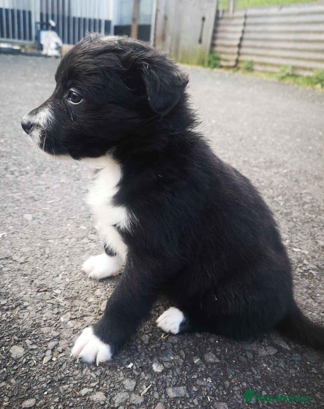 Border Collie dogs for sale: Beautiful Fluffy Collie Puppies  - Image 18