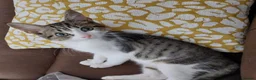 Domestic Shorthair cats for adoption: Bailey & Guinness, approx 14 week old brothers   - Advert 3