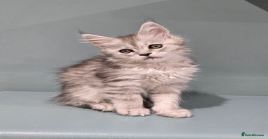 Maine Coon cats - Advert 13