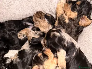 Cockapoo dogs F1 Cockapoo Puppies - Advert 17