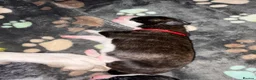 Mixed Breed dogs for sale: Beautiful bull/greyhound puppies  - Advert 8