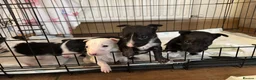 English Bull Terrier dogs for sale: Ready to leave now  - Advert 5