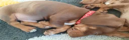 Miniature Dachshund dogs for sale: Beautiful litter of miniature dachshunds.9weeksold - Advert 2