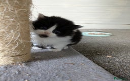 Mixed Breed cats for sale: 6 Adorable Kittens, Great Present! - Advert 11