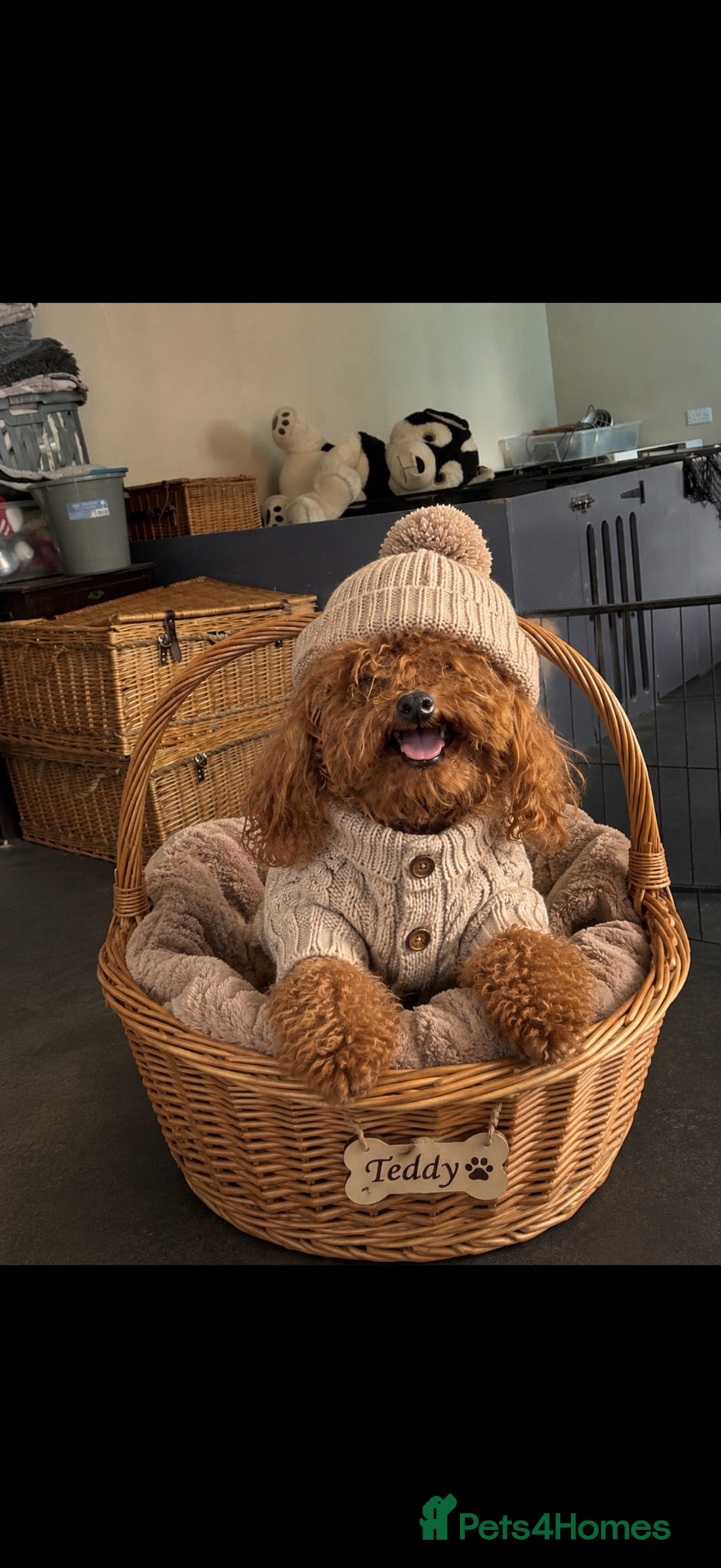 Cavapoo dogs Luxury cavapoos - Advert 2