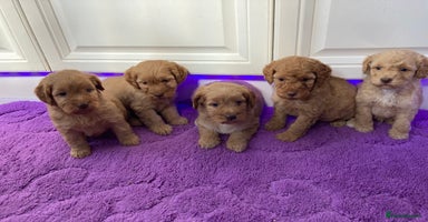 Cockapoo dogs - Advert 2